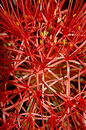 Haemanthus Katherinae